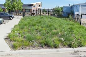 Prairie dropseed is used for ground cover in hot dry areas, in native plant gardens, in wildflower meadows, in rock gardens, and as accent plantings and borders. Prairie Dropseed Sporobolus Heterolepis Blazing Star Gardens