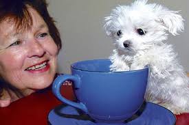 Meet the pup you can cup in your hand