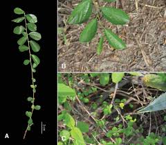 Image result for Malvaceae subfamily Grewioideae