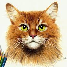 Colored Pencil Drawing Somali Ginger Cat Animal Drawings Pencil Drawings Cat Drawing Tutorial