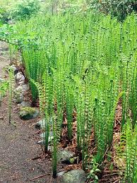 The 21 Best Flowers For Wet Soggy Soil Shade Plants Shade Garden Bog Plants