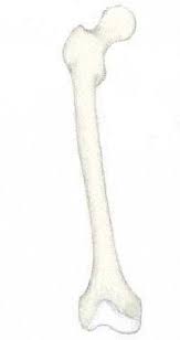 A long bone has a shaft and 2 ends. Types Of Bones Long Bones Short Bones Sesamoid Flat Irregular