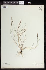 Image result for Eragrostis botryodes