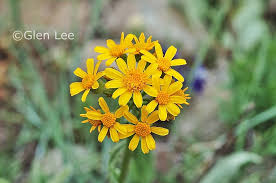 Image result for Senecio viminalis