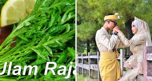 Ulam raja = cosmos caudatus. Bakal Pengantin 6 Bulan Amal Ulam Sebelum Majlis Lihat Sendiri Perbezaan Kesihatan Anda Pesona Pengantin