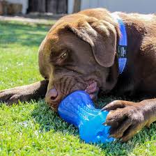 The pieces are big, so i'm not worried about her chewing on it. 12 Boredom Busters For Your Dogs Australian Dog Lover