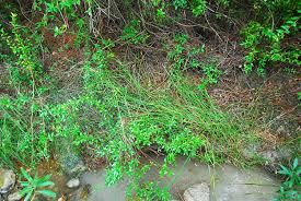 Image result for Fuirena pubescens