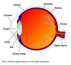 Maybe you would like to learn more about one of these? Easy Human Eye Drawing And Label Novocom Top