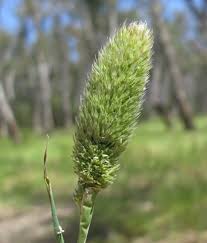 Image result for Phalaris