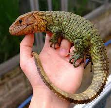 Caiman Lizard Caiman Lizard Lizard Tank Lizard