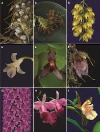 Image result for Microcharis asparagoides