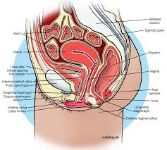 Browse 1,546 female bladder stock photos and images available, or search for overactive bladder or incontinence to find more great stock photos and pictures. Female Urethra Anatomy Anatomy Drawing Diagram