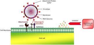Hawker centres are an integral part of singapore life, offering a wide selection of food and market produce at affordable prices. An Update Review Of Emerging Small Molecule Therapeutic Options For Covid 19 Sciencedirect