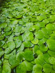 Image result for Limnobium