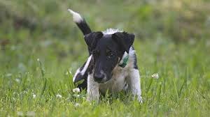 Image result for foxteriér hladkosrstý