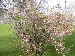 In manchuria, people grow the nanking cherry as a hedge and a windbreak in addition to harvesting its fruit. Growing Cherries The Complete Guide To Plant Care And Harvest Cherries