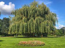Buy willow tree figure and get the best deals at the lowest prices on ebay! Tree Of The Week Generations Of Families Have Played Under This Willow Tree Trees And Forests The Guardian