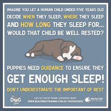 It's important to help him adjust to his new home and learn how to get a if your pup just went into his crate, he's probably just whining because he wants to come out. How Much Sleep Do Puppies Need