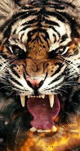 Epingle Sur Tigre