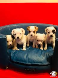 Teacup Sivava Erkek Yavrular Teacup Sivava Erkek Yavrular Kopek Kopekseverler Kopeksahiplendirme Kopekyavrusu Evcilha Chihuahua Kopek Evcil Hayvanlar