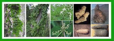 Image result for Dioscorea cayenensis