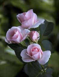 Pin By My Anh On 1 A File General Beautiful Roses Pretty Flowers Beautiful Flowers