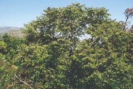 Image result for Trema sp A