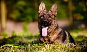 We did not find results for: Sable German Shepherd Fun Facts History German Shepherd Country