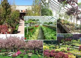 Check spelling or type a new query. Brooklyn Gardening Shops 7 Of The Borough S Biggest Plant Purveyors And Nurseries Brownstoner