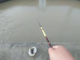 Wong Mancingan Kiat Mancing Wader Umpan Cacing Sawah Merah Memancing