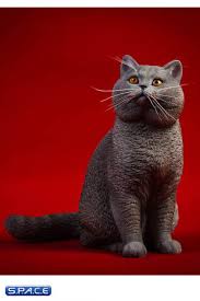 British shorthair cats are described as cobby which means stocky, thick and short. 1 6 Scale Sitting British Shorthair Cat Blue