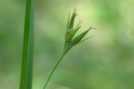 Image result for Scleria poiformis