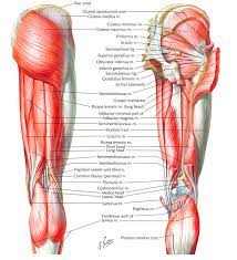 Spanning from the posterior pelvis to the proximal tibia and fibula, the posterior thigh muscles provide motion to both the femoroacetabular joint (hip joint) and tibiofemoral joint (knee joint). Posterior Muscles Of The Hip And Thigh Cleland 2005 P 249 Hamstring Muscles Hip Anatomy Anatomy