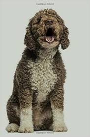 This breed has been accepted for recording in the akc foundation stock service (fss). Spanish Water Dog Artified Pets Journal Notebook Diary 160 Pages Artified Pets Dog Pets Artified 9781540569547 Amazon Com Books
