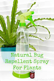 If you'd like, you can spray the bugs directly, or you can spray the areas where you believe they are currently hiding. Natural Bug Repellent Spray For Plants The Graphics Fairy