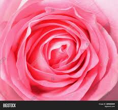A huge bouquet of roses in the shape of a heart. Pink Rose Top View Image Photo Free Trial Bigstock
