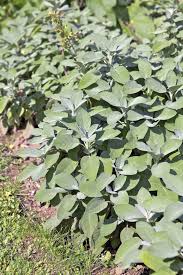 Image result for Bergia salaria