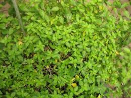 Image result for Pouzolzia guineensis