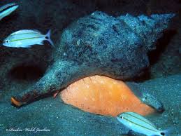 10 Interesting Facts On Horse Conch Kaziranga Org