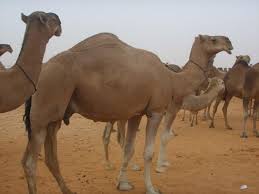 المنتديات الثقافية