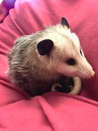 Adorable Opossum Cute Animals Happy Animals Cute Funny Animals