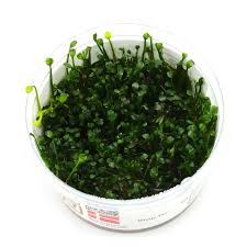 Image result for Marsilea burchellii