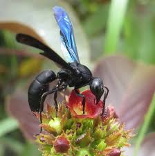 Image result for Hymenodictyon austro-africanum