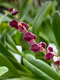 Image result for Justicia odora