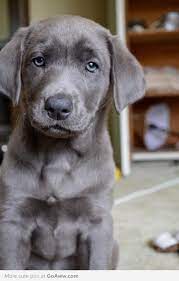 Silver Lab I Want To Own All Colors Of Labs One Day 1 Yellow Lab 1 Chocolate Lab 2 More To Go Puppies Animals Silver Lab Puppies