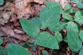 Image result for Hyparrhenia bracteata
