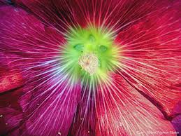Image result for Alcea rosea