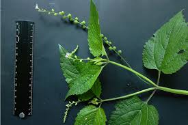 Image result for Priva flabelliformis