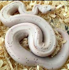 Wow Anyone Know The Species Reptiles Pet Reptiles Cute Snake