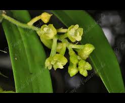 Image result for Polystachya fusiformis × lindblomii